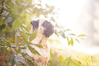 Pug Portrait
