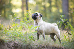 standing Pug