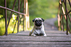 lying Pug