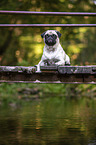 lying Pug