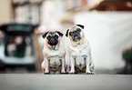 pugs