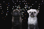 pugs