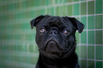 Pug portrait