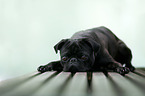 lying Pug