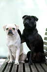 sitting Pugs