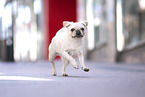 running Pug