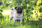 standing Pug