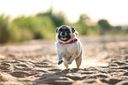 running Pug