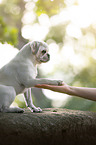 sitting Pug