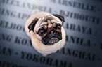 sitting Pug