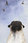 Pug portrait