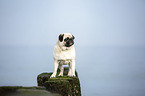 Pug on the Baltic Sea