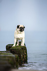 Pug on the Baltic Sea