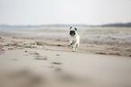 Pug on the Baltic Sea