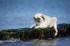 pug at the baltic sea