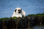pug at the baltic sea