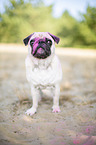 Pug with holi powder on the face