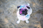 Pug with holi powder on the face