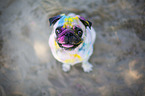 Pug with holi powder on the face