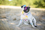 Pug with holi powder on the face