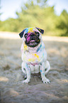 Pug with holi powder on the face