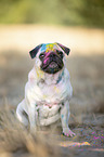 Pug with holi powder on the face