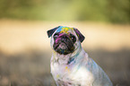 Pug with holi powder on the face