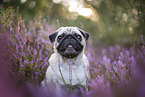 pug in the heather