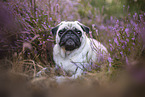 pug in the heather