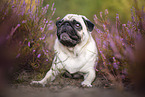 pug in the heather