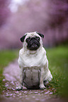 Pug in the cherry blossom