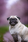 Pug in the cherry blossom