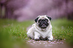 Pug in the cherry blossom