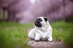 Pug in the cherry blossom