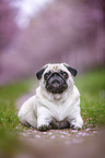 Pug in the cherry blossom