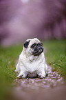 Pug in the cherry blossom