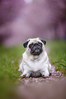 Pug in the cherry blossom