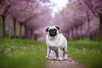 Pug in the cherry blossom