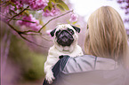 Pug in the cherry blossom