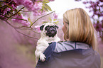 Pug in the cherry blossom