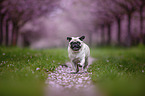 Pug in the cherry blossom