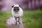 Pug in the cherry blossom