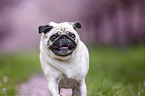 Pug in the cherry blossom