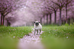 Pug in the cherry blossom
