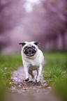 Pug in the cherry blossom