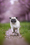 Pug in the cherry blossom