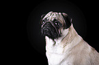 pug portrait in front of black background