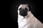 pug portrait in front of black background