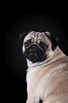 pug portrait in front of black background