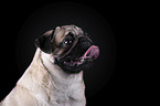 pug portrait in front of black background